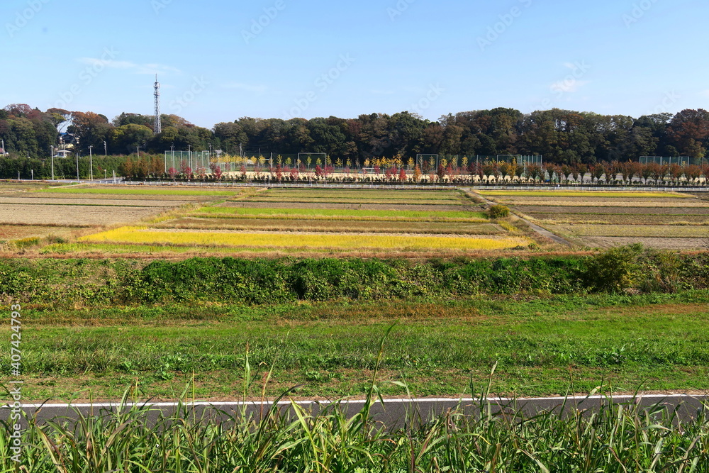 秋の江戸川土手から見るサイクリング道路と田圃風景