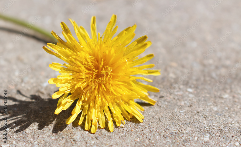 Modern summer scene. Closeup of yellow blooming dandelion, Taraxacum officinale on grey table background in sunlight. Long shadows.Medicinal plant. Modern summer scene. Closeup of yellow blooming dandelion, Taraxacum officinale on grey table background in sunlight. Long shadows.Medicinal plant.