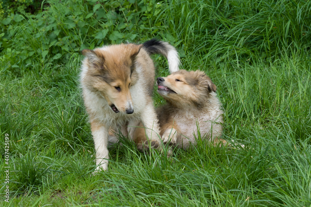 Spielende Collie Welpen im Gras