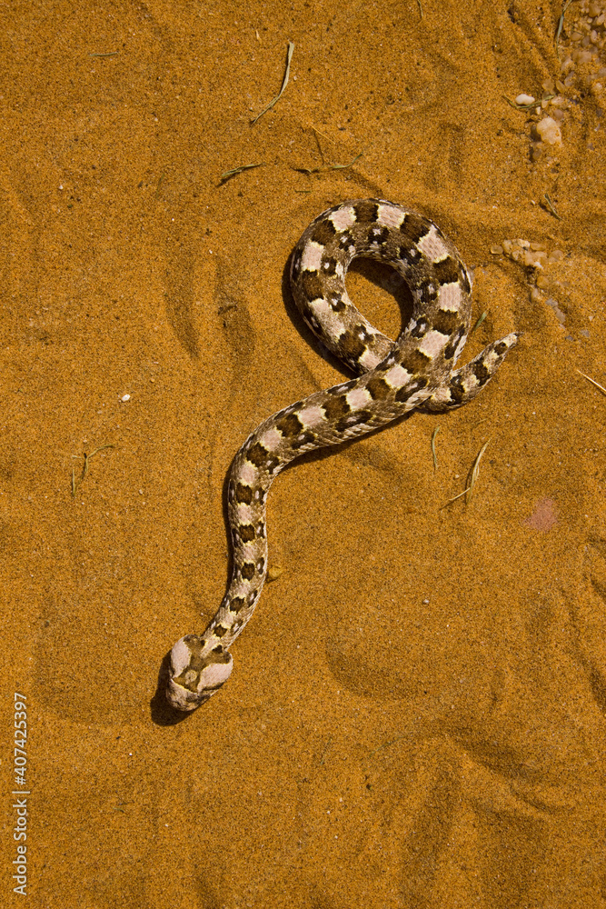 Fototapeta premium Vibora sopladora cornuda (Bitis caudalis), Desierto del Namib, Namibia, Africa