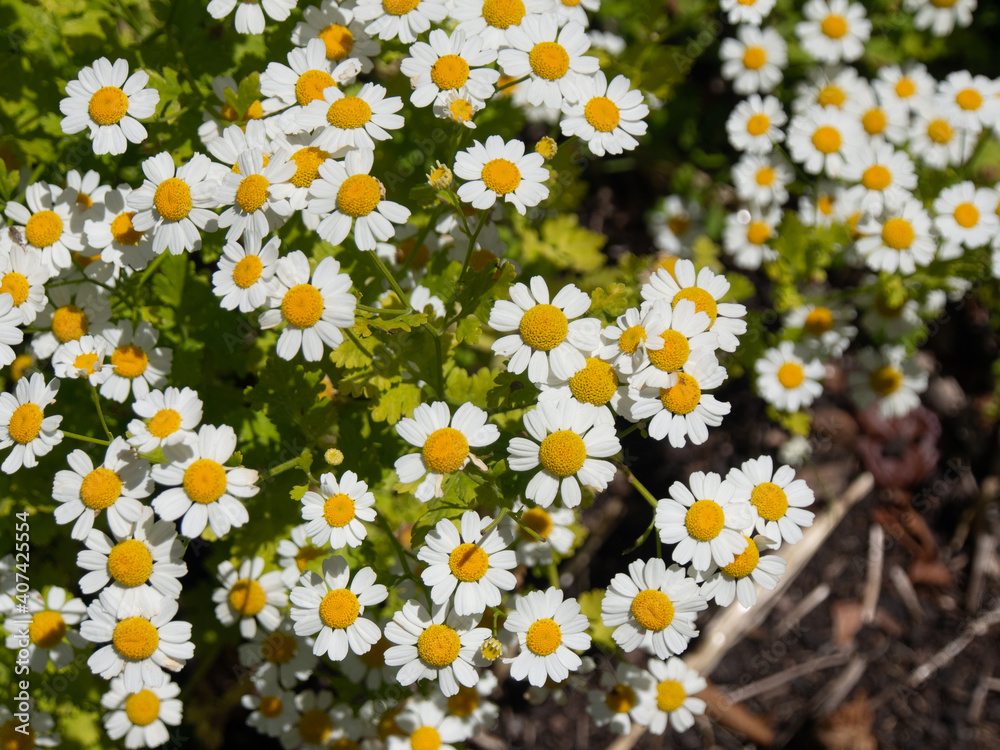 白い花 マトリカリア(ナツシロギク)の花畑
白い花 マトリカリア(ナツシロギク)の花畑