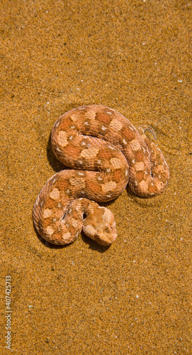 Vibora sopladora cornuda (Bitis caudalis), Desierto del Namib, Namibia, Africa photo