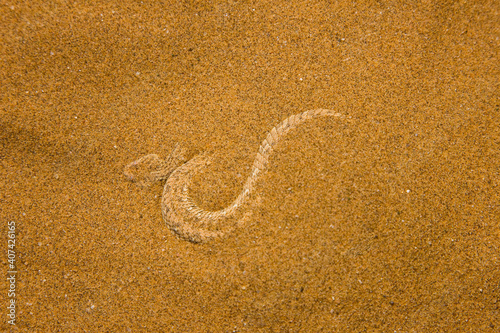 Vibora sopladora (Bitis peringueyi), Desierto del Namib, Namibia, Africa photo