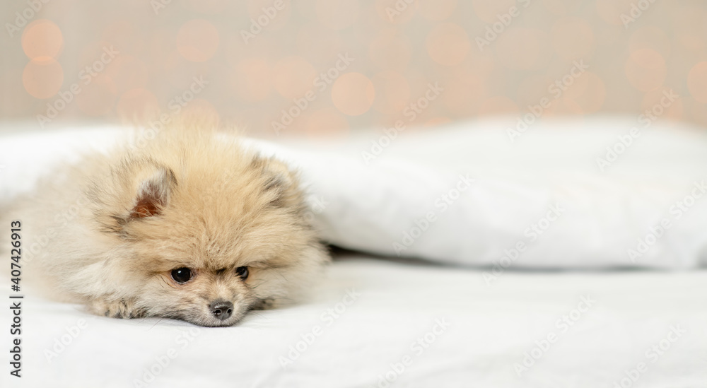 Sad pomeranian spitz puppy lying under white warm blanket on a bed at home. Empty space for text Sad pomeranian spitz puppy lying under white warm blanket on a bed at home. Empty space for text