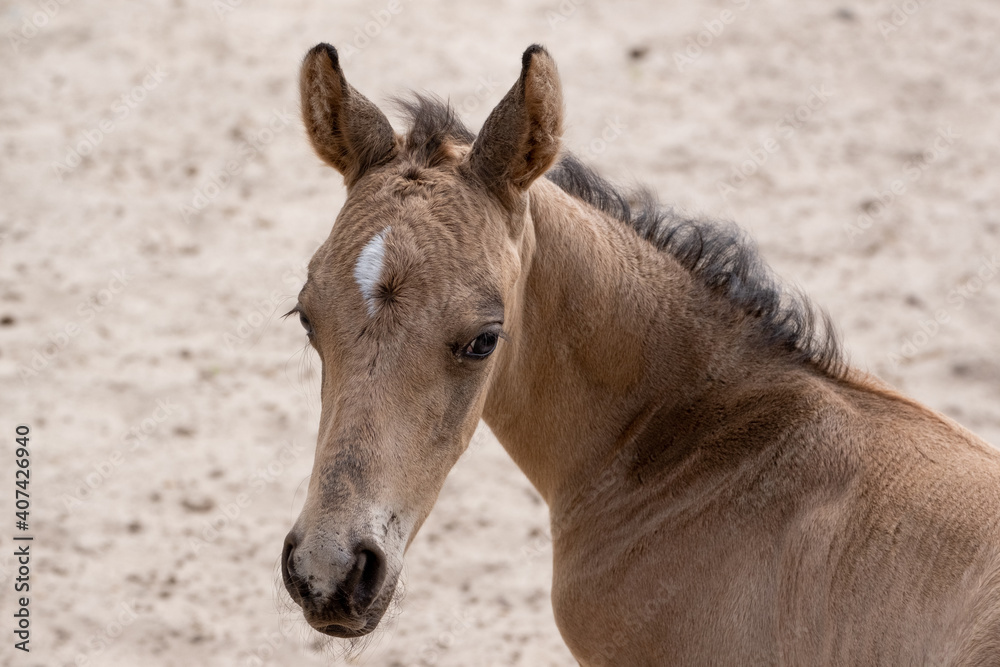 Fototapeta premium Small newborn yellow foal looking over the shoulder to the camera. Neck and head against a sandy background