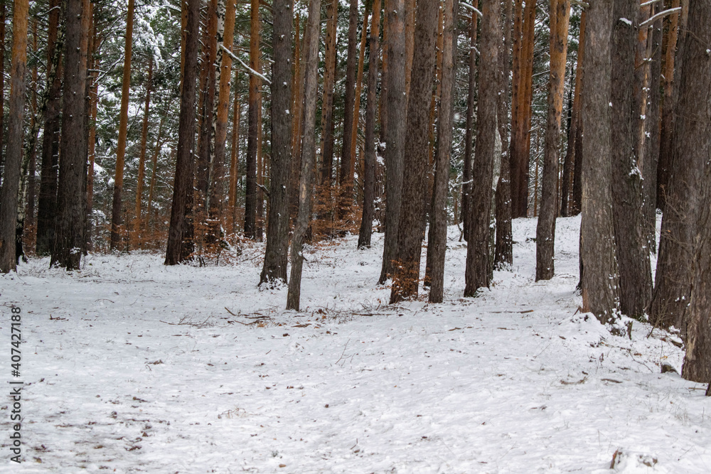 Fototapeta premium Winter landscape with green firs