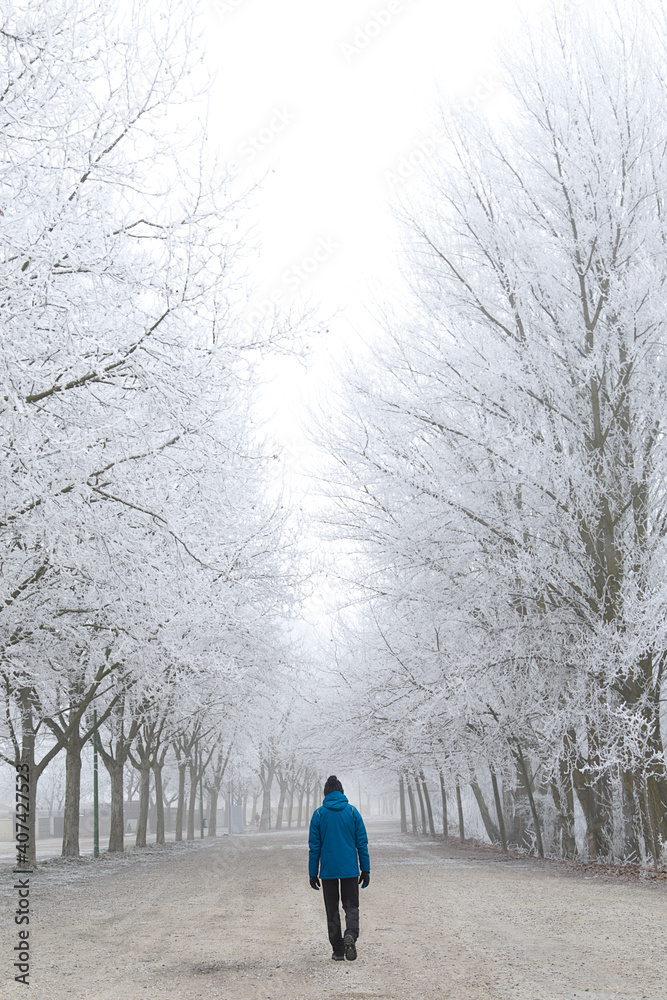 Winter scene with a man walking between two rows of rime covered trees in fog Winter scene with a man walking between two rows of rime covered trees in fog