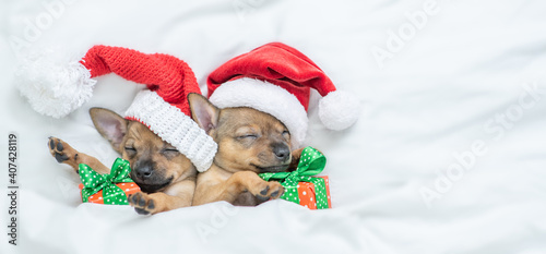 Toy terrier puppies wearing red santa's hat sleep with gift boxes under a warm white blanket on a bed at home. Top down view. Empty space for text