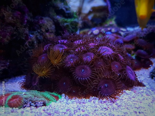 Zoanthus polyps small colony in reef aquarium 