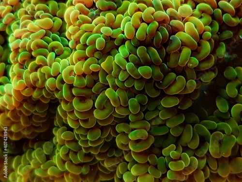 Euphyllia paraancora - Branched hammer LPS coral  photo