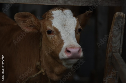 calf in the barn, calf in the cowshed, 