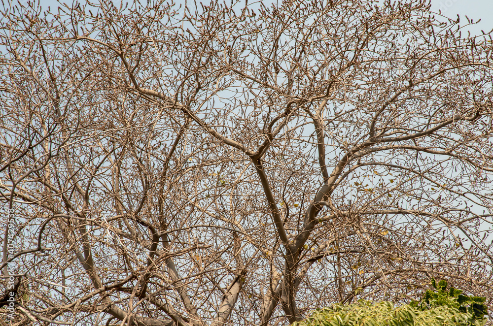 The details of Bare tree branches against blue skies. Natural scenery. Space for text, No focus, specifically. The details of Bare tree branches against blue skies. Natural scenery. Space for text, No focus, specifically.