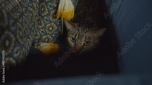 Portrait of scared lovely shorthair tabby female cat sitting in tense posture, hiding in pillows on cozy sofa and looking around with terrified stare after moving into new apartment.