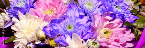 Multicolored chrysanthemums close up horizontal banner