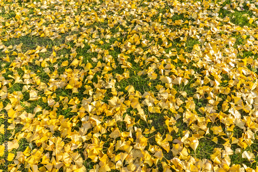 Fallen leaves of ginkgo trees on grass in autumn park