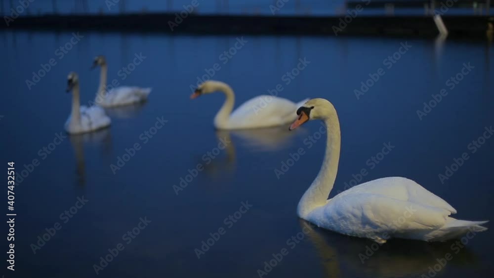 Swan swims in the water at night. Silhouette of a Swan on the lake, a Swan swims in the night lake