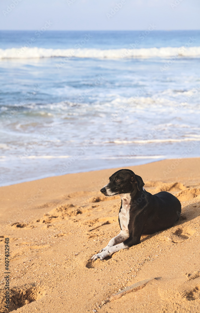 Dog rests on a tropical beach at sunset. Dog rests on a tropical beach at sunset.