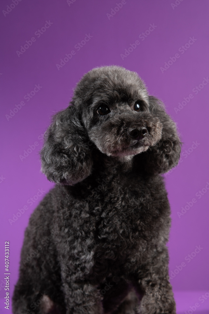 Cute black, grey medium poodle portrait on purple background Cute black, grey medium poodle portrait on purple background