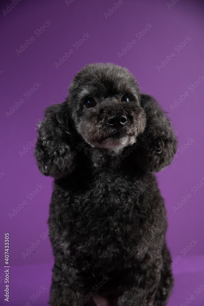 Cute black, grey medium poodle portrait on purple background Cute black, grey medium poodle portrait on purple background