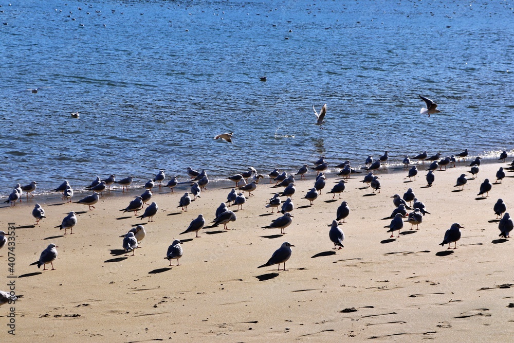 seagulls on the beach seagulls on the beach