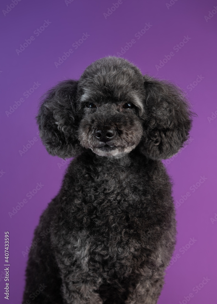 Cute black, grey medium poodle portrait on purple background Cute black, grey medium poodle portrait on purple background