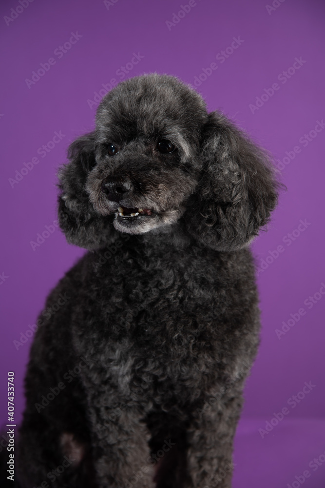 Cute black, grey medium poodle portrait on purple background Cute black, grey medium poodle portrait on purple background