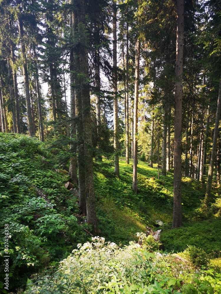 Obraz premium Im Alpenwald 