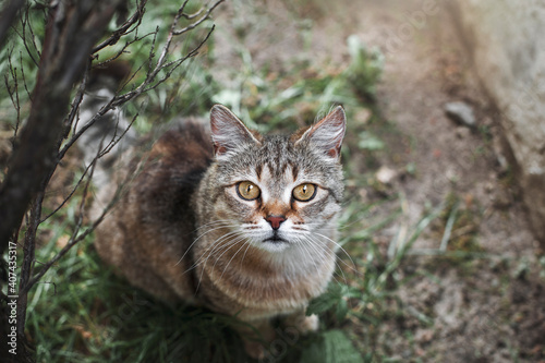 Wallpaper Mural Portrait of a grey tiger cat with yellow eyes. A very beautiful cat sits in nature and looks at the camera. Top View Torontodigital.ca