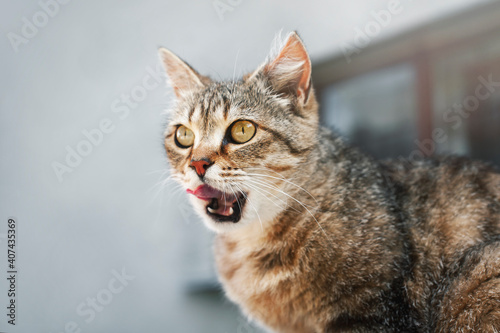 A closeup of an adorable striped cat licking its lips in front of outdoors. The cat has eaten and is happy. Funny animals.
