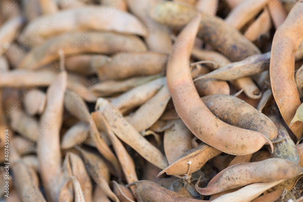 Harvested ripe pods of kidney bean on heap. Pile of dry raw pods of haricot plant (Phaseolus vulgaris) as natural background. Organic farming, healthy food, BIO viands, back to nature concept.