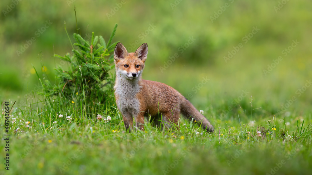 Fototapeta premium Little red fox, vulpes vulpes, cub looking on green glade in spring. Young mammal standing on meadow with flowers in springtime. Baby orange animal listening on field.