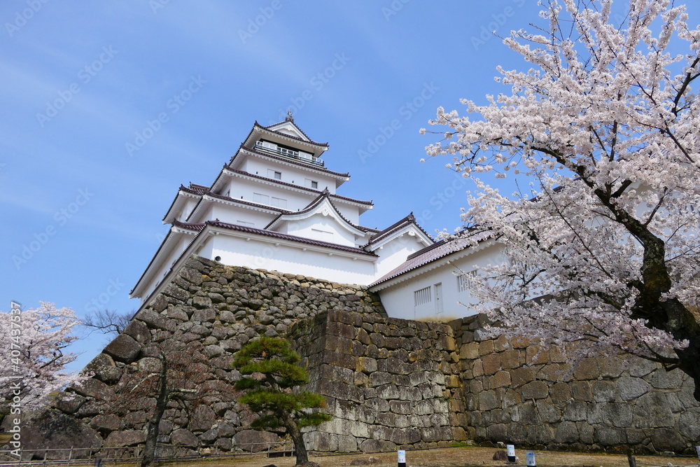 満開の桜と天守閣。鶴ヶ城市民公園。会津若松、福島、日本。4月中旬。 満開の桜と天守閣。鶴ヶ城市民公園。会津若松、福島、日本。4月中旬。