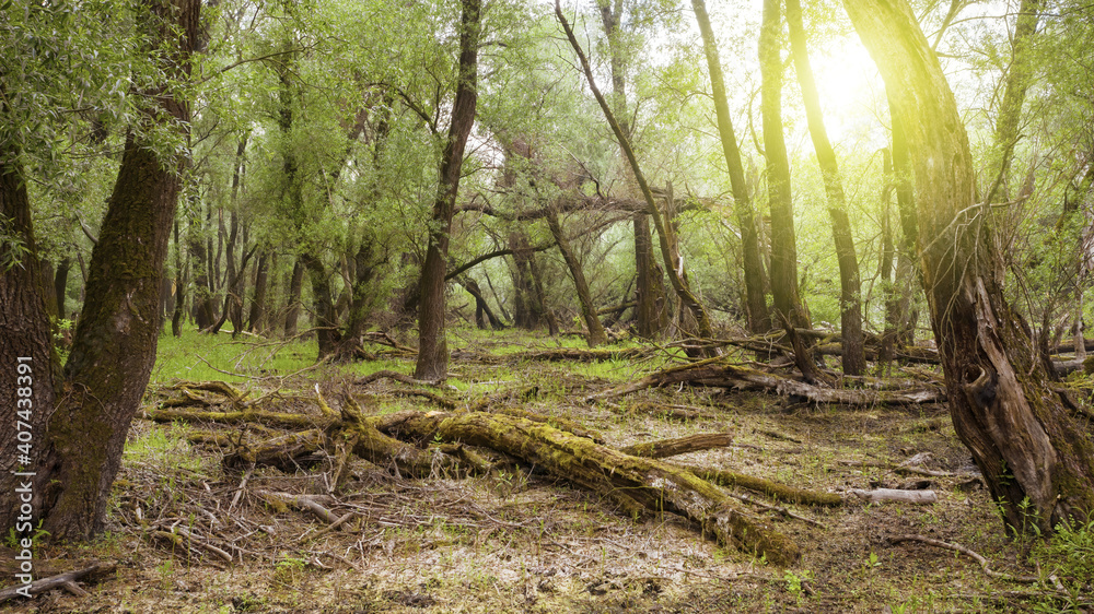 Unspoiled fresh forest nature in summertime sunlight. Green ecosysetem in sunny woodland. Fallen trees decompositing and rotting on the ground in wilderness with summer sun. Unspoiled fresh forest nature in summertime sunlight. Green ecosysetem in sunny woodland. Fallen trees decompositing and rotting on the ground in wilderness with summer sun.