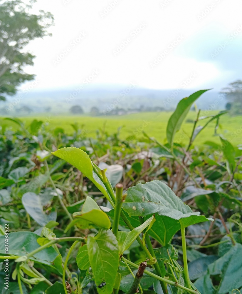 green field and sky green field and sky