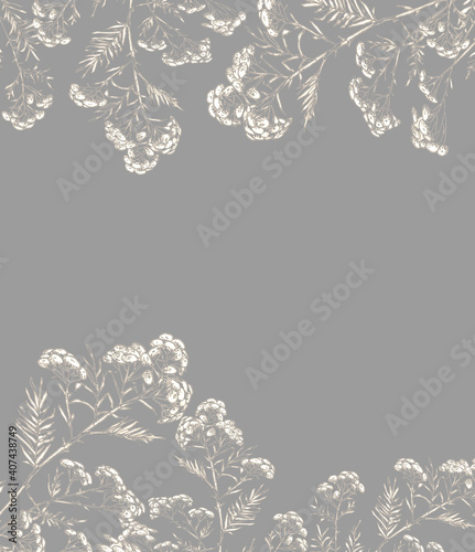 Wallpaper Mural Vintage drawing for card, postcard, invitation.Helichrysum arenarium. Handdrawn botanical illustration. Health and Nature. Medicinal plant. hand drawn illustration, isolated on  background.Wild plant Torontodigital.ca