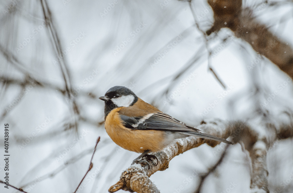 Great tit on birch branch during snowfall, close up, Parus major. Tit sits on a tree branch in the forest Great tit on birch branch during snowfall, close up, Parus major. Tit sits on a tree branch in the forest