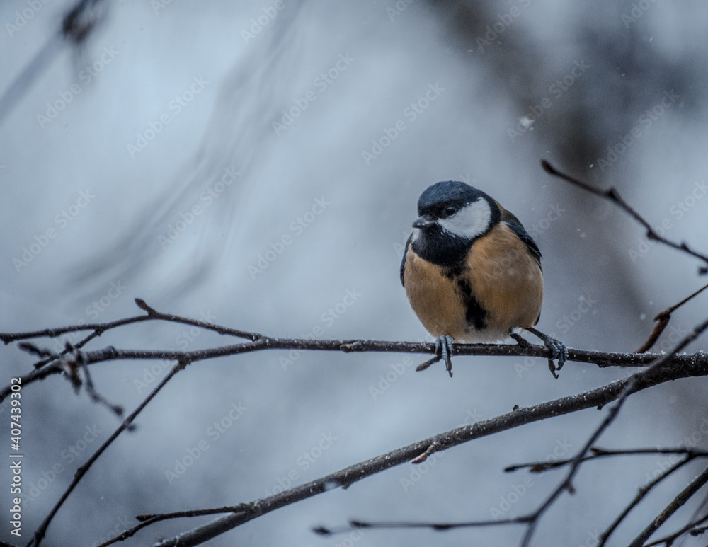 Great tit on birch branch during snowfall, close up, Parus major. Tit sits on a tree branch in the forest Great tit on birch branch during snowfall, close up, Parus major. Tit sits on a tree branch in the forest