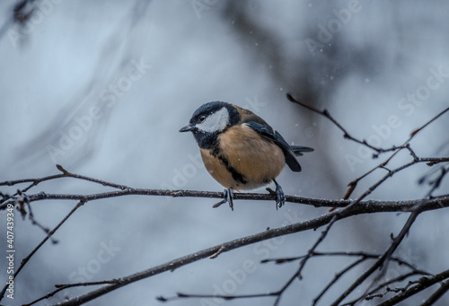 Great tit on birch branch during snowfall, close up, Parus major. Tit sits on a tree branch in the forest