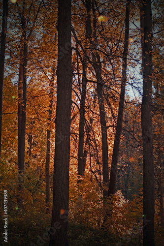 Golden autumn fall in the park fallen leaves