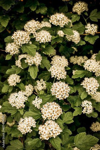 Lots of little white flowers. Background with small flowers.