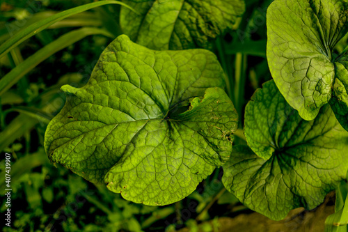 Green tropical plant close-up. Abstract natural floral background Selective f...