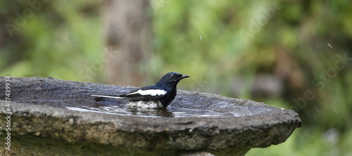 Magpie Robin (Copsychus saularis) taking bath at Koshi camp of Eastern Nepal. photo