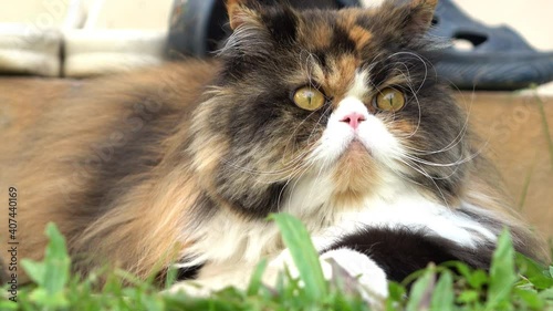 persian cat fluffy pet playing in lawn grass turf of green front yard