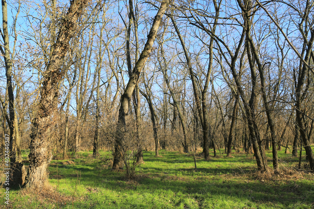 leafless trees in forest at sunny day leafless trees in forest at sunny day