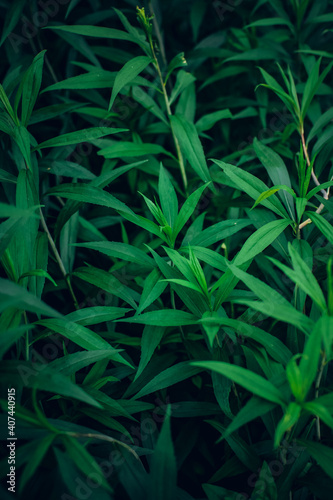nice and textural,green and clean plant leaves