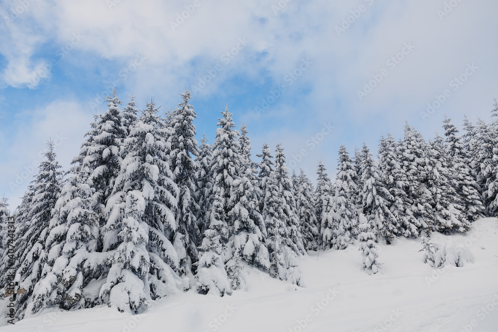 Winter landscape with pine forest