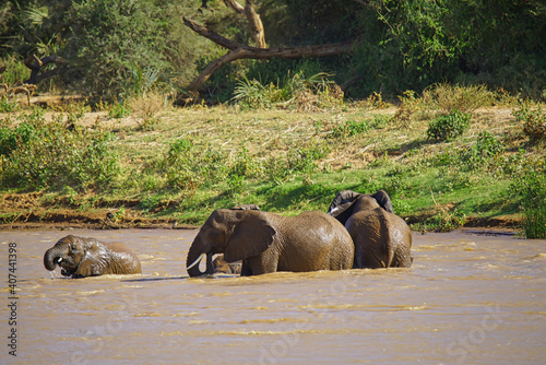 The elephant and the baby are playing in the river. Large numbers of animals migrate to the Masai Mara National Wildlife Refuge in Kenya  Africa. 2016.