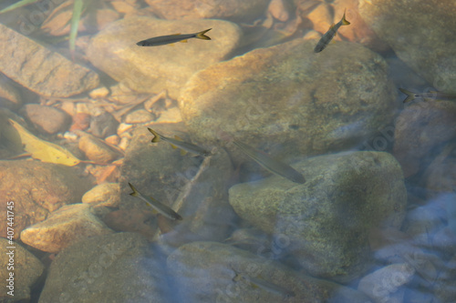 Fish on the water surface