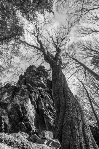 Schwarz weiß Bild Alter verdreht gewachsener Baum ohne Laub an einem Stein Felsen Berg mit Perspektive von unten nach oben der mysteriös Aussieht in einem Wald im bayerischen Wald, Deutschland