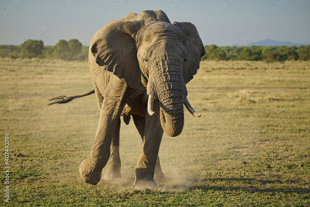 Naklejka premium One elephant danced and waved its tail, kicking up dust on the grass. Large numbers of animals migrate to the Masai Mara National Wildlife Refuge in Kenya, Africa. 2016.